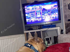 French bulldog Boy for sale!! Bruno