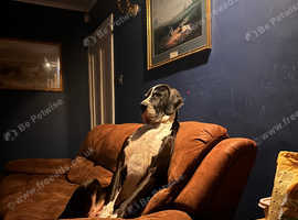 Gorgeous Great Dane