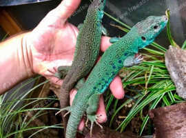 European eyed lizards for sale
