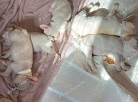 French bulldog puppies for sale