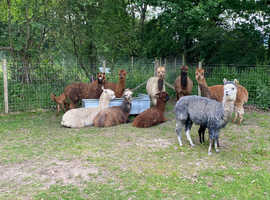 Female alpacas for sale cria available