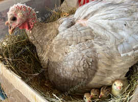 Slate/black turkey chicks
