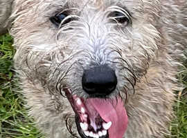 Bedlington whippet