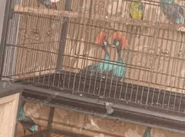 Grass parakeets fir sale