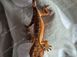 Beautiful crested geckos