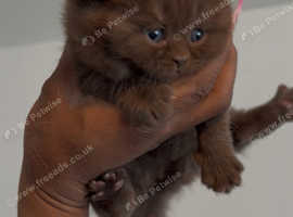 British Longhair CHOCOLATE & CINNAMON