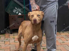 Bull greyhound