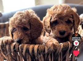 Gorgeous Cavapoo puppies