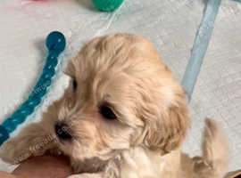 Stunning DNA Health Tested Maltipoo Puppies