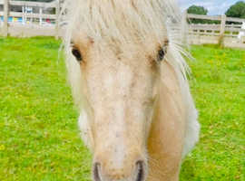 Miniature 26 inch palomino Shetland pony