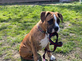 Bob tail boxer puppy