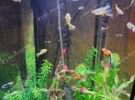 Guppies Male and females all ages