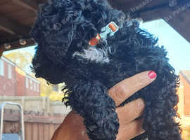 Cockapoo F1BB