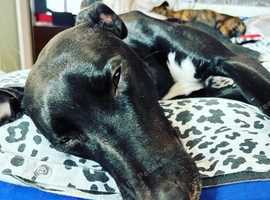 Male lurcher 4 year old