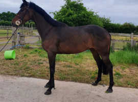 Lovely Sports horse project