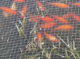 Gold Fish