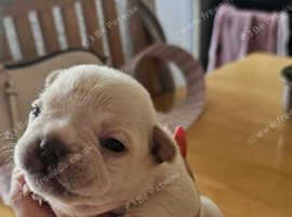 Frenchies