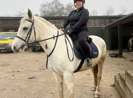Horse to loan in South Wales