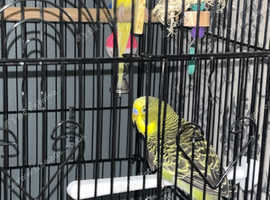 4 budgies and cage for sale.