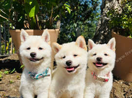 Japanese Shiba Inu puppies