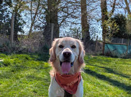 18 Month Old Male Golden Retriever