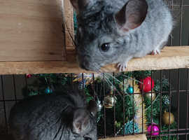 Baby Boys Chinchilla with cage and all accessories