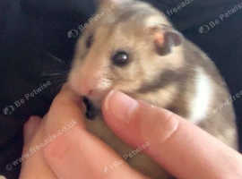 Hamster