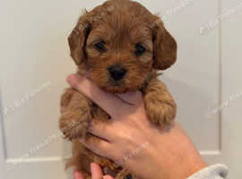F1 cavapoos for sale