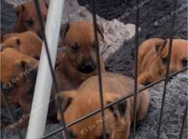 Lakeland terrier puppies