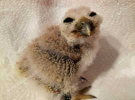 Mottled Owls Recently hatched