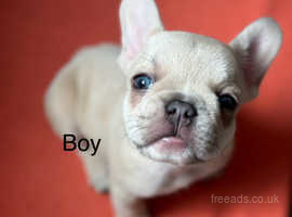 French bulldog looking for a new home