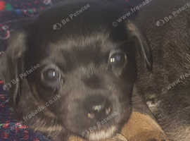 Shihtzu cross chihuahuas puppies (ready to leave)