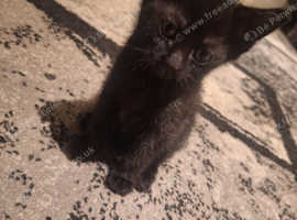 Free black kitten
