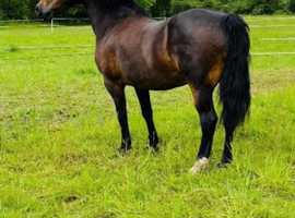 Welsh D broodmare
