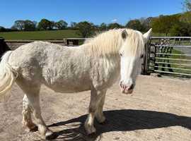 Rainbow - 13hh - 14year old project pony
