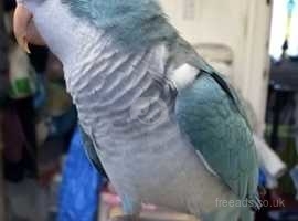 Missing blue Quaker parrot