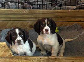 2 sprocker boys READY TO LEAVE NOW