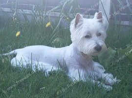 White Female Westie Puppie in Boston on Freeads Classifieds - West ...