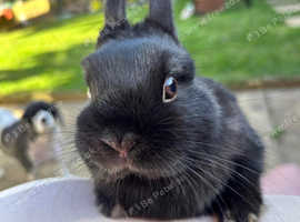 Pure Netherland Dwarf