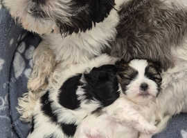 5 Adorable Shih Tzus