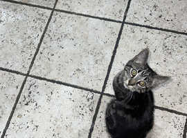 Cat for sell