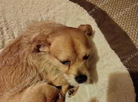 Chihuahua crossed pug