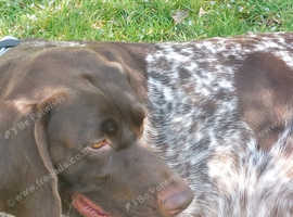 Lucy 3 year old German Short haired pointer