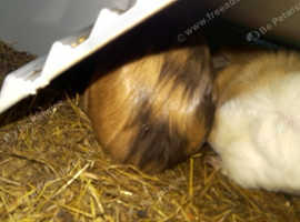 Guinea pig