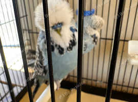 Budgies