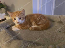 Ginger kitten boy 8 weeks old