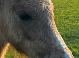 Future Star in the making Welsh B colt Foal
