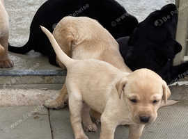 3/4 Labrador x 1/4 GW Pointer