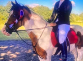 perfect jumping pony