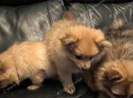 Pomeranian breeders best sale